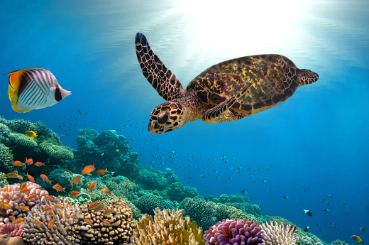 Hawaii sea turtle close up over coral reef in hawaii. shuttersto