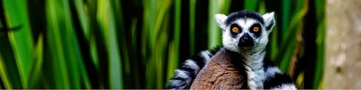 LEMUR 1200x300 Shutterstock Madagaskar.jpg