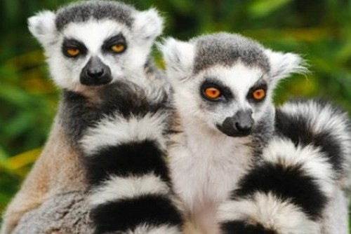 Lemur madagaskar 500x334.jpg