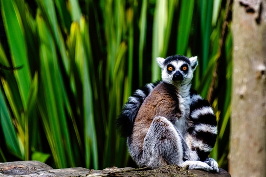 Madagaskar lemur 1000x667 shutterstock_2046128141.jpg