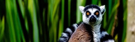 Madagaskar lemur 1920x600 shutterstock_2046128141.jpg