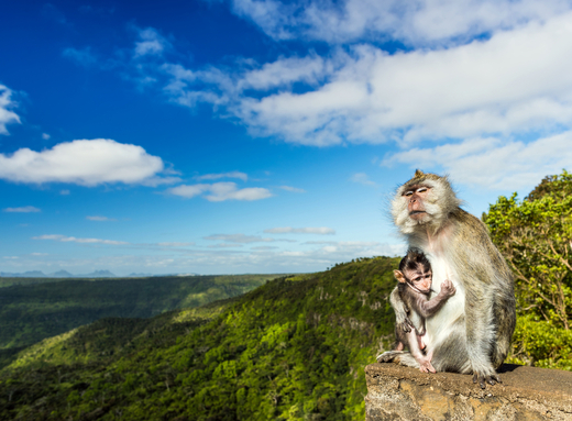 Mauritius. Black River Gorges national park.  opicky shutterstoc