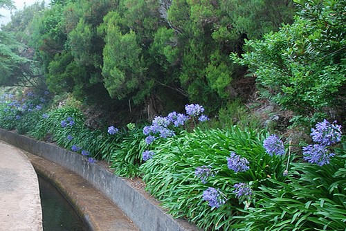 Modre kvety levada Madeira 500x334.jpg