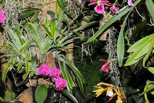 Orchideje Madeira 500x334.jpg