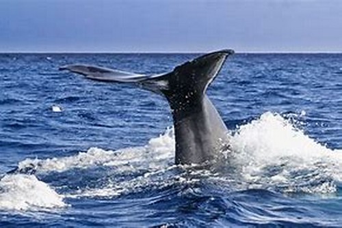 Pozorování velryb 500x334.jpg