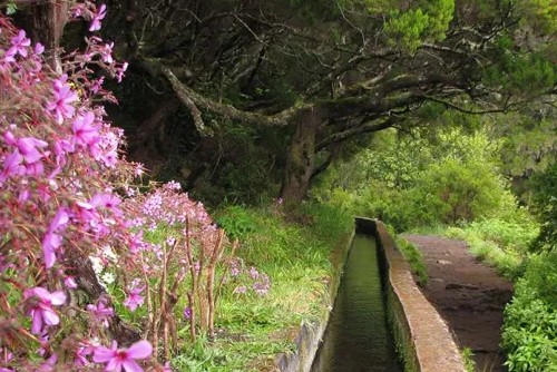 Ruzove kvety levada Madeira 500x334.jpg