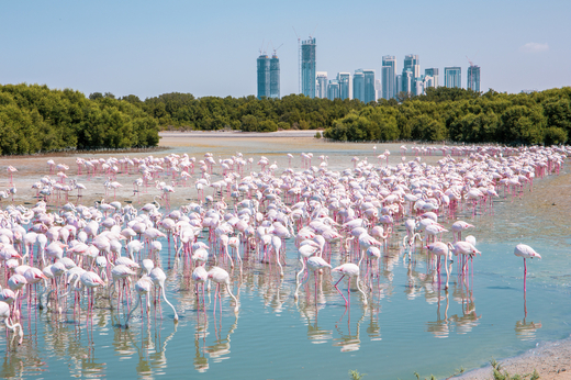 SAE Flamingos at Ras Al Khor with Dubai 1000x667px skyline shutt