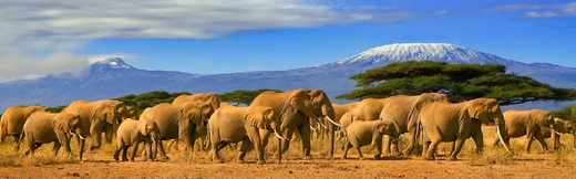 Safari Kena slon 1920x600 shutterstock_1050881489.jpg