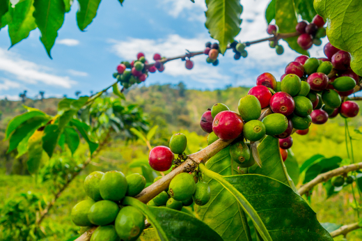 Sklizen kávy ovoce v kávové farmě a plantážích v Manizales, Kolu