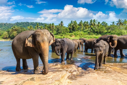 Srí Lanka Elephant Orphanage in Sri Lanka shutterstock_226079078